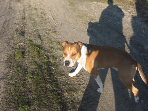 amstaff- taysonik...