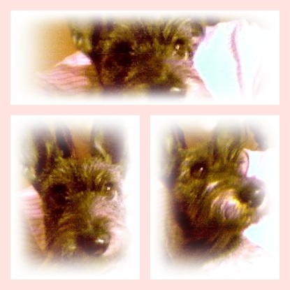 FiFi