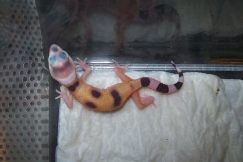 Hypo