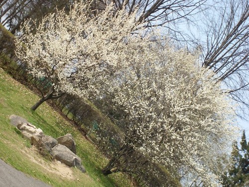 spring