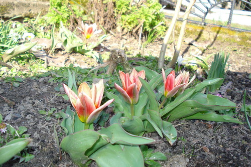 Tulipany