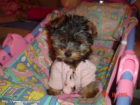 PiEIuNiO:******