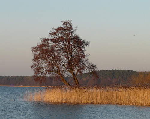 KonieC