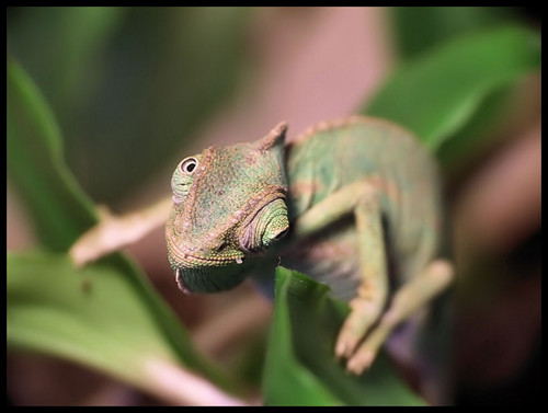C.  calyptratus