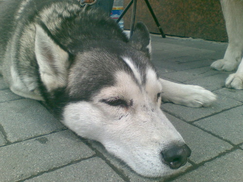 piesek 