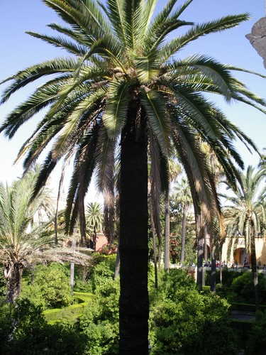 PALMTREE xD