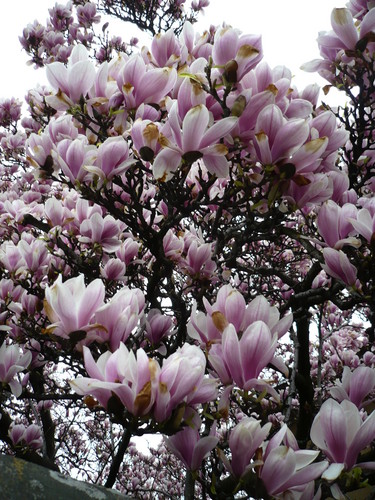 Magnolia