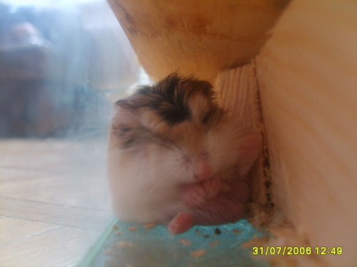 Chomik
