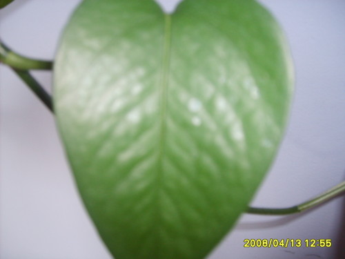 Co