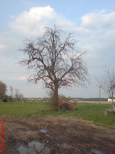 drzewo