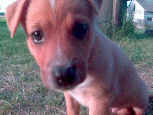 MAXI