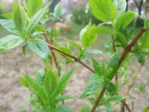 The Spring