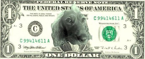 Dolar Dog xP
