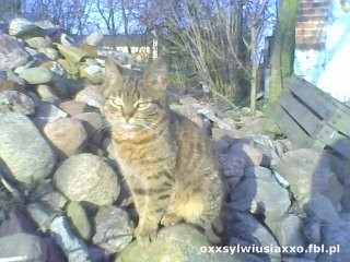 kicia :):):):)