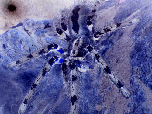 P. regalis
