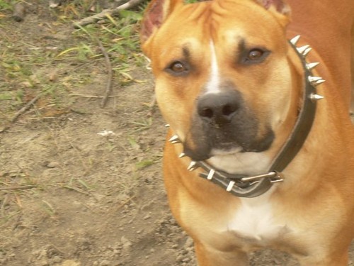 BAD DOG