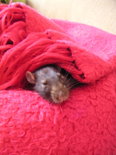 Gigu....