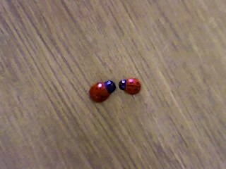 ladybird =)