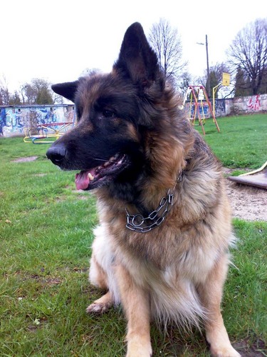 Mj may piesek :D 