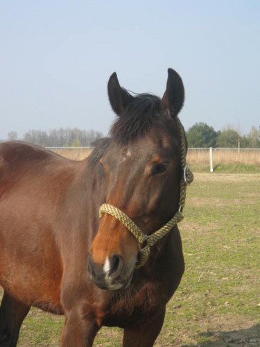 Sarunia =)
