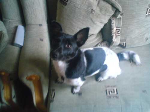 sonia