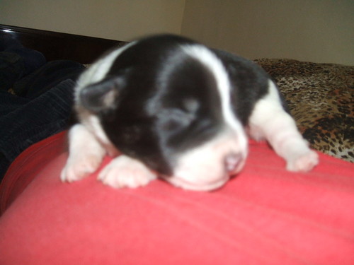 Gandi ;)