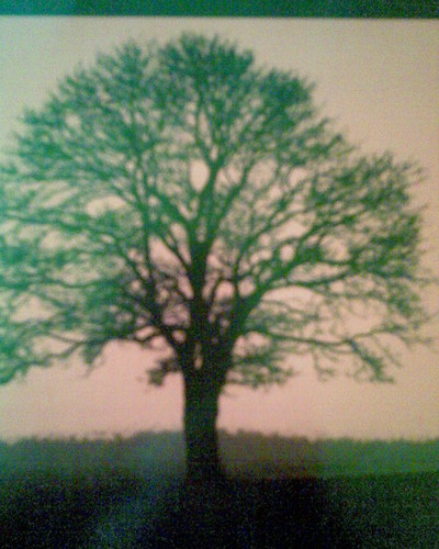 Tree of Life...