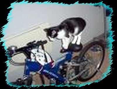 Kot Rowerzysta