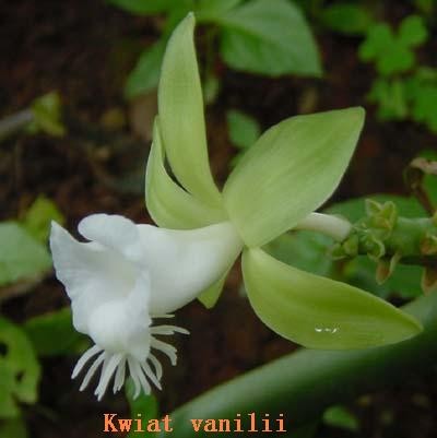 vanilia