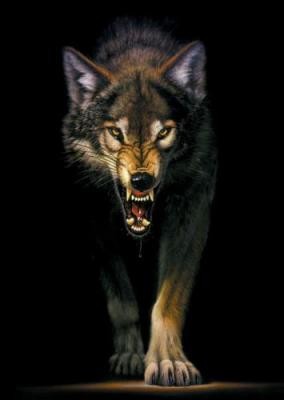 Wilk
