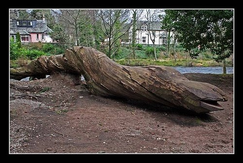 Nessie
