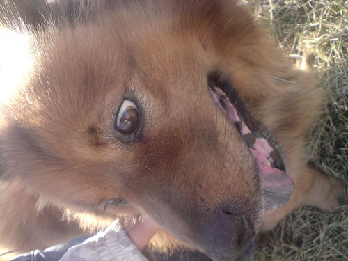 Mj piesek kochany :**********