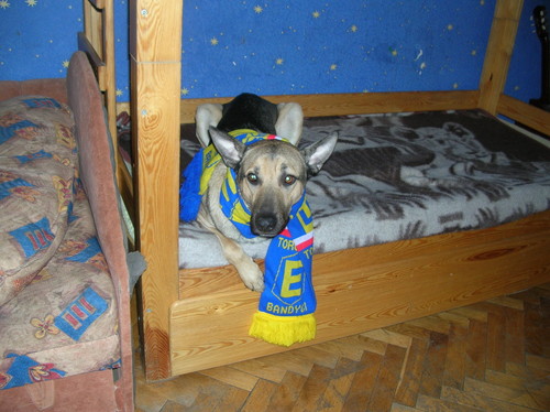 Elanowiec...x D (moj pies)