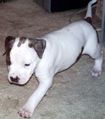 My DoG [ PIT BULL ]