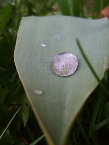 kropla.