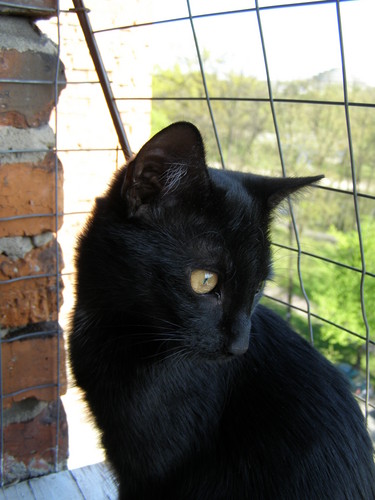 licznota