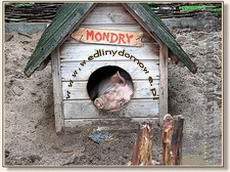 mONdry :P UrOdZiNkI =*