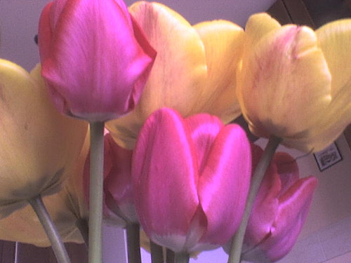 Tulipany