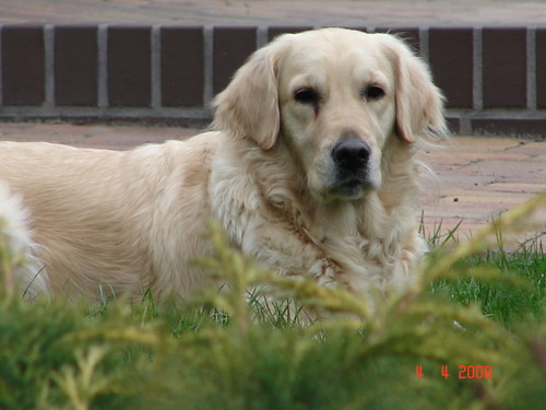 Dorcia