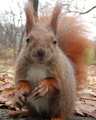 WIewirus czochraus gabrysius 