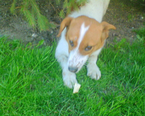 Maksio