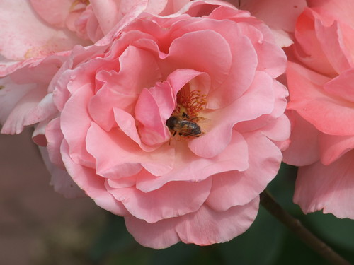 natura