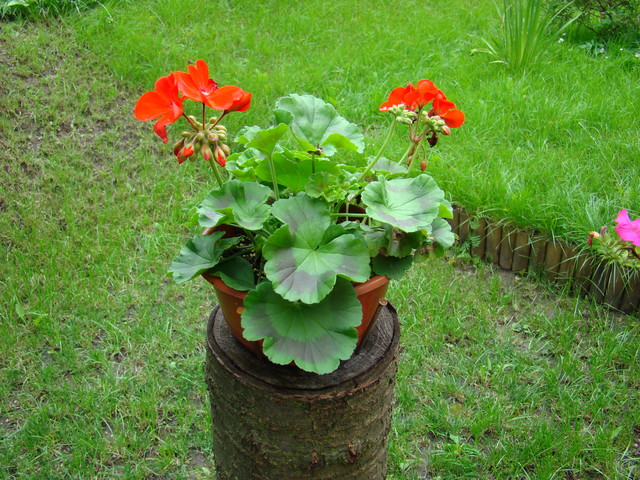 Pelargonium doniczkonium