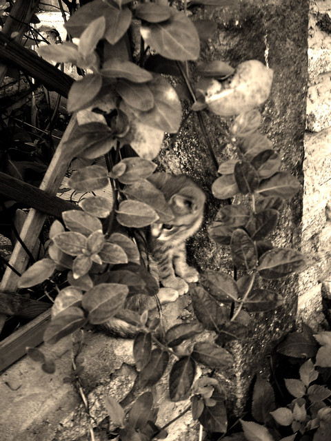 sepia 