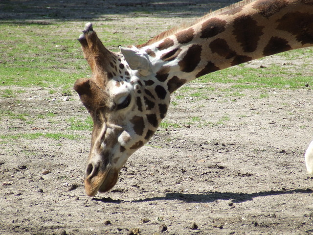 ...zoo...
