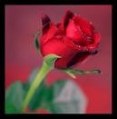 the rose