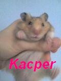 Chomiczek x)