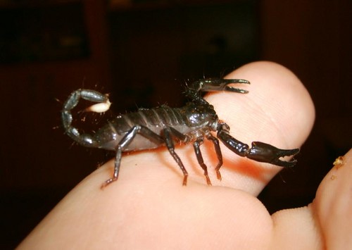 HETEROMETRUS CYANEUS