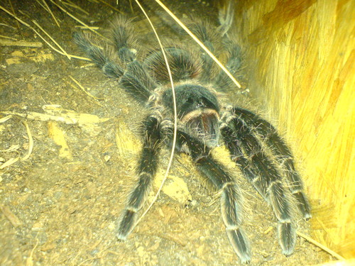 L. parahybana
