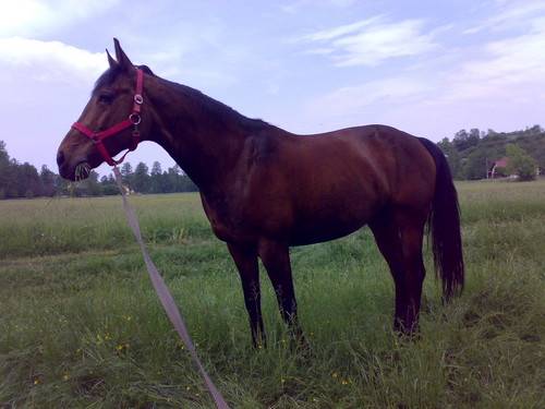 Roksa Stary Mlyn